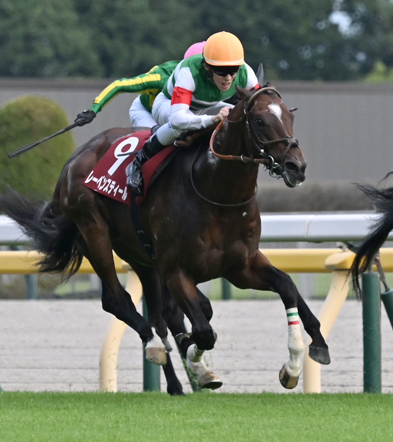 毎日王冠を制したレーベンスティールと津村騎手（撮影・千葉一成）