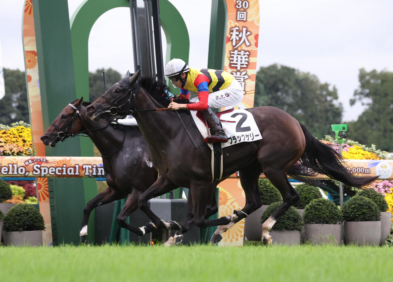 京都12R、3歳以上2勝クラスを制したブラックケリー（右）（撮影・白石智彦）