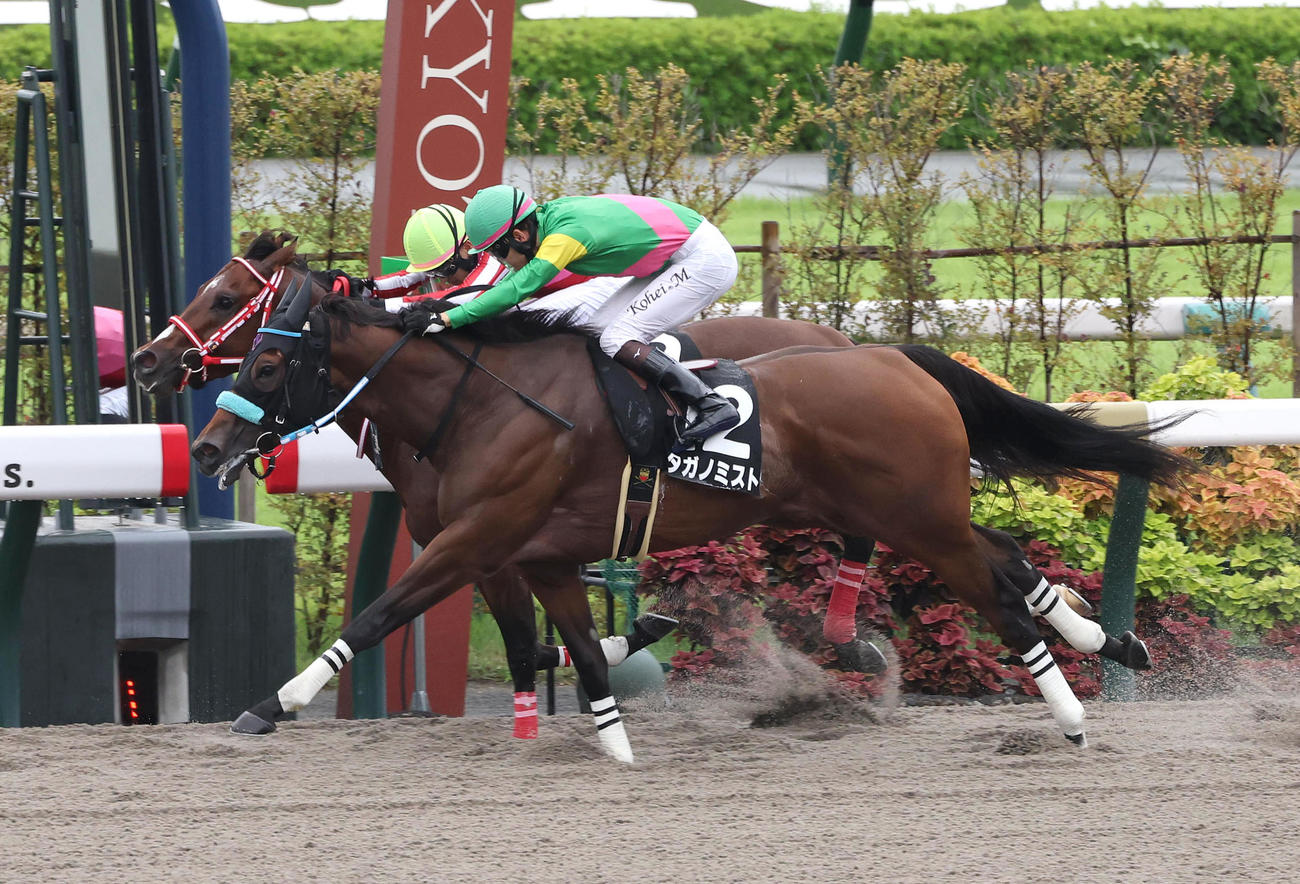 藤森Sで2着に敗れたアメリカンステージ（奥）