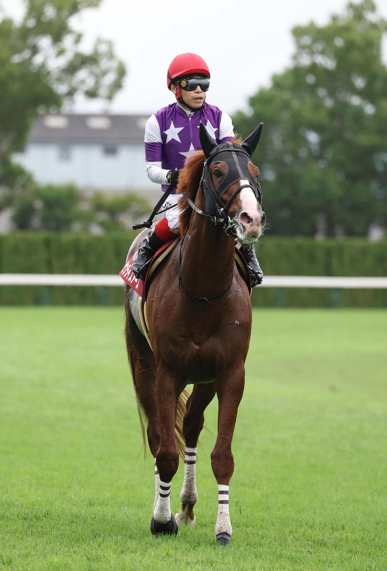 京都11R京都大賞典、2着に敗れたサンライズアース（撮影・白石智彦）