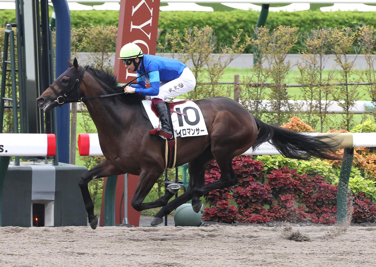 京都3R、直線抜け出して新馬戦を制したパイロマンサー（撮影・白石智彦）