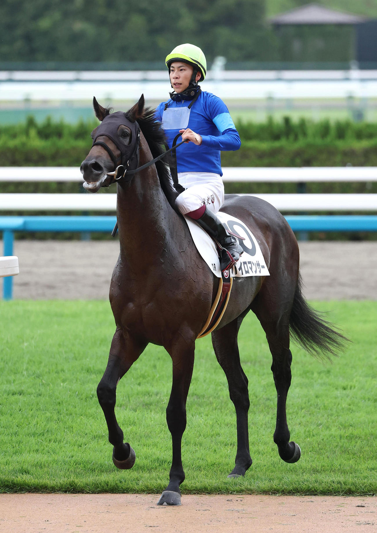京都3R、新馬戦を制したパイロマンサー（撮影・白石智彦）