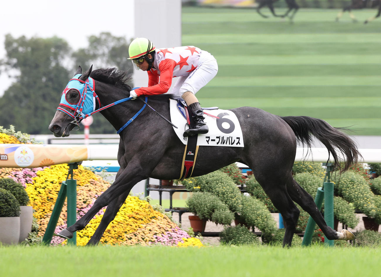 京都4R、直線抜け出して新馬戦を制したマーブルパレス（撮影・白石智彦）