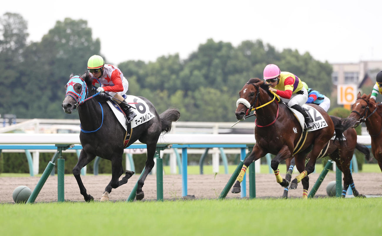 京都4R、直線抜け出して新馬戦を制したマーブルパレス（左）（撮影・白石智彦）
