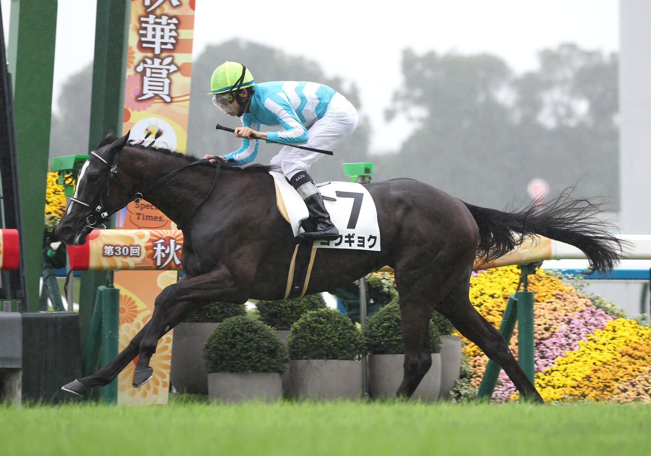 京都5R、逃げ切って新馬戦を制したコウギョク（撮影・白石智彦）
