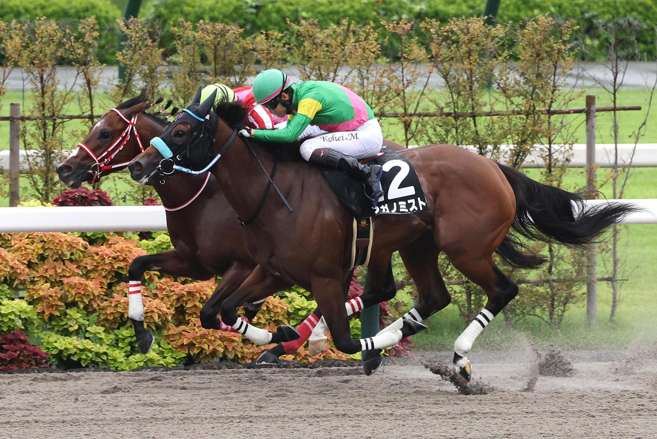 京都10R、逃げたアメリカンステージ（左）を差し切って藤森Sを制したタガノミスト（撮影・白石智彦）