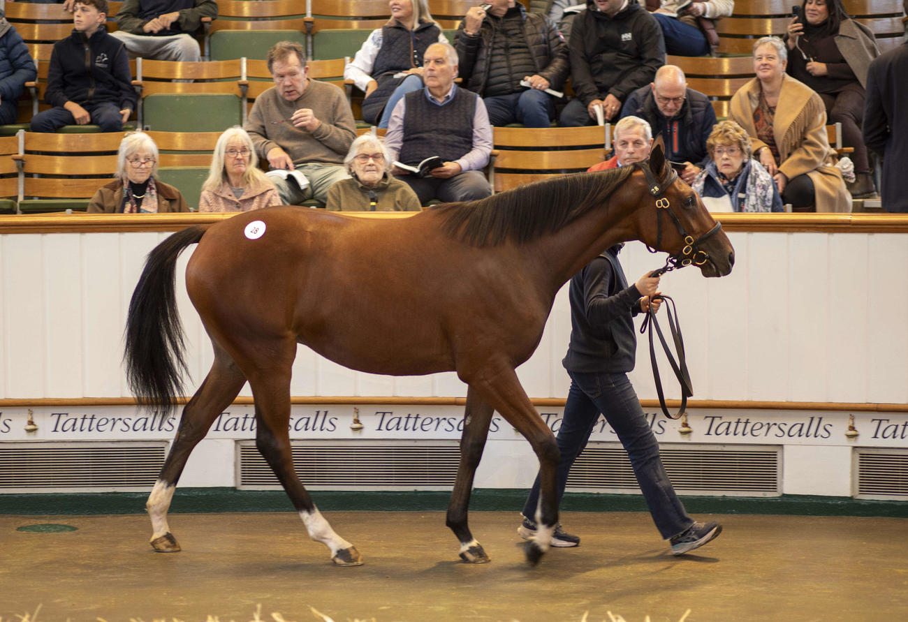 草間庸文氏が落札した上場番号28番のフランケル産駒（C）Tattersalls