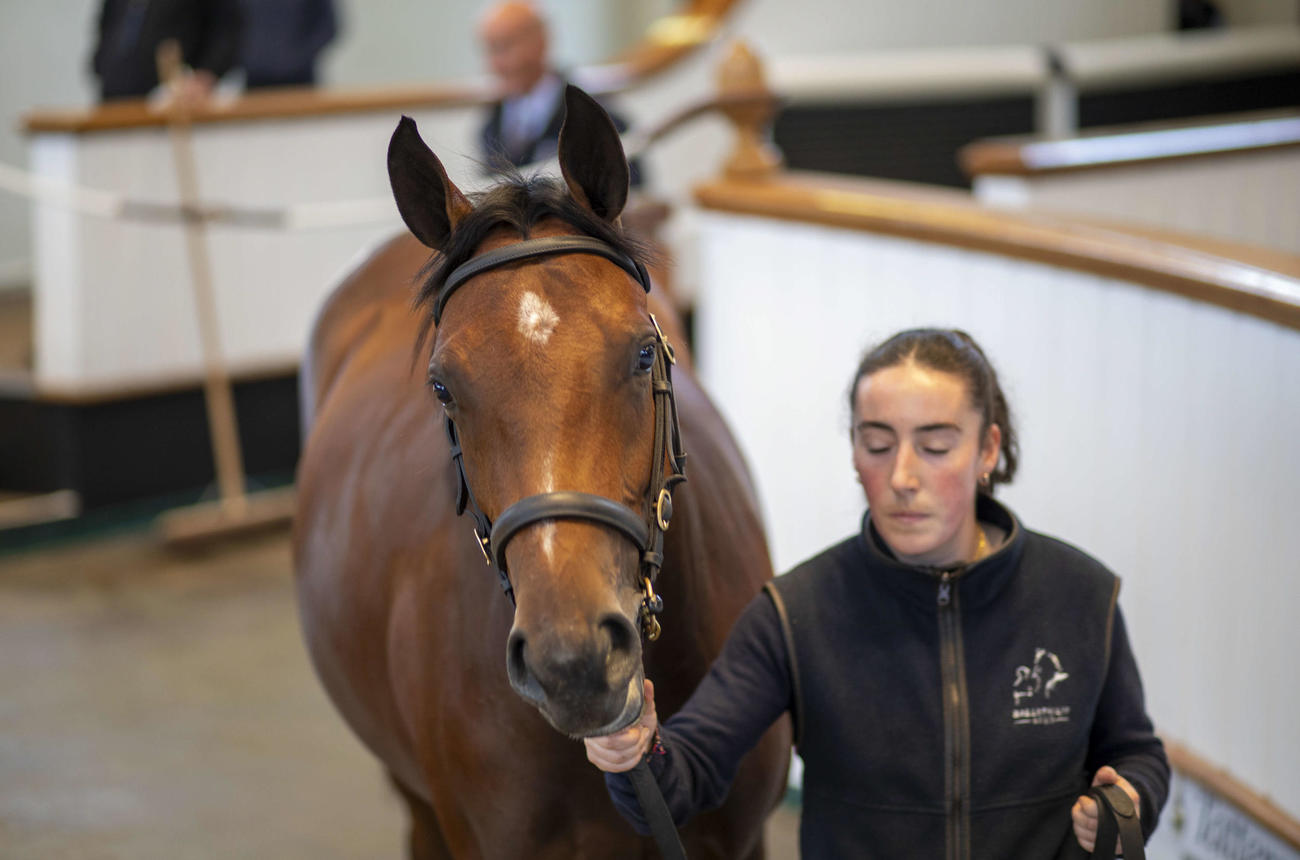 草間庸文氏が落札した上場番号28番のフランケル産駒（C）Tattersalls