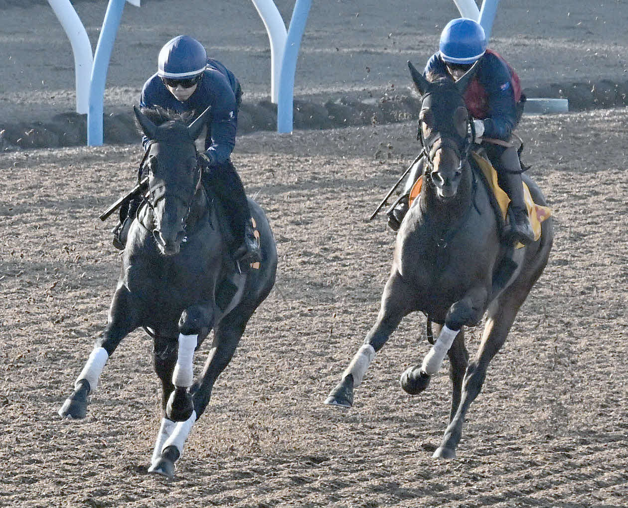 2日、美浦ウッドを3頭併せて追い切るゾロアストロ（左）とアドマイヤマツリ（撮影・千葉一成）