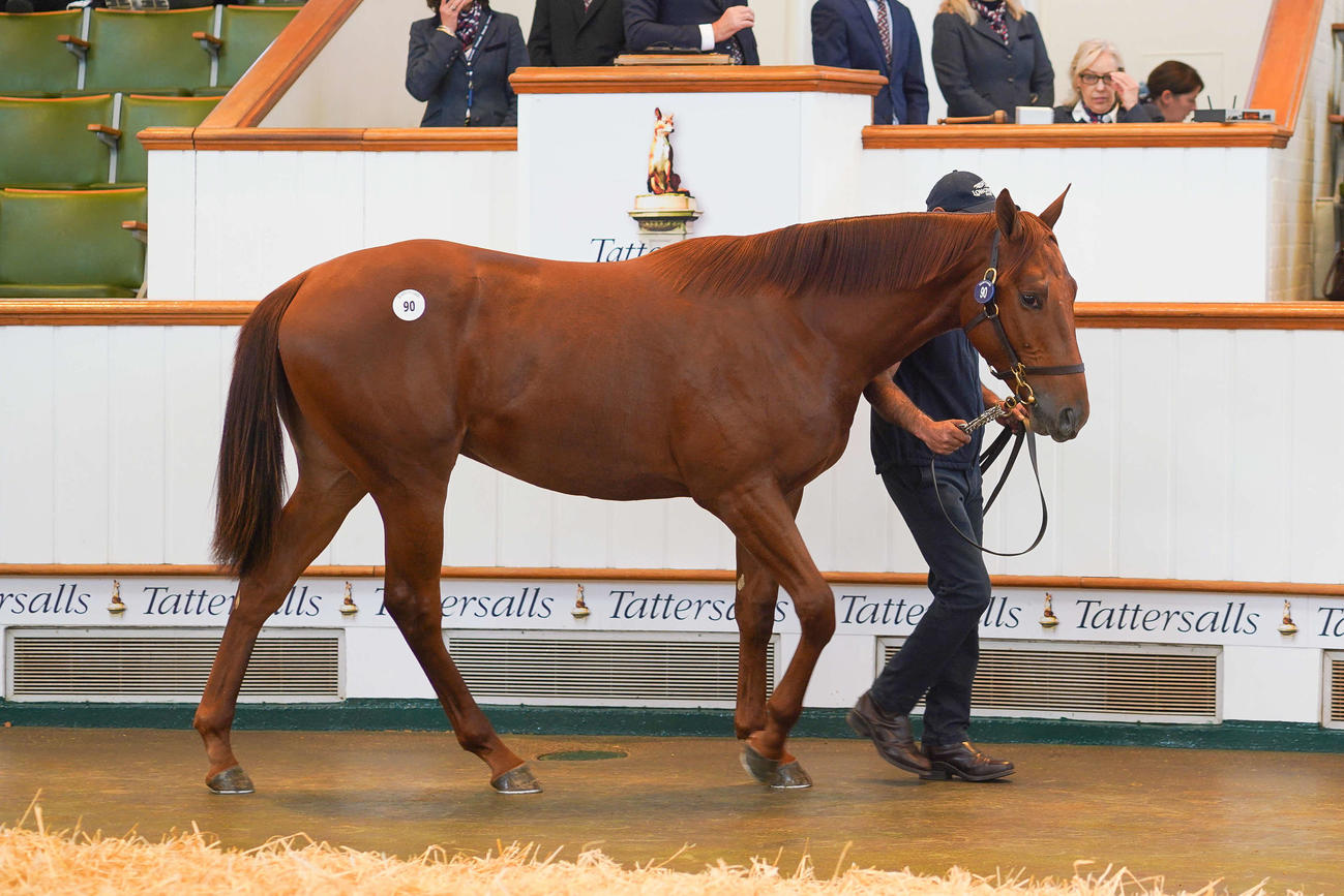 ゴドルフィンが初日最高落札額で落札したシーザスターズ産駒（C）Tattersalls
