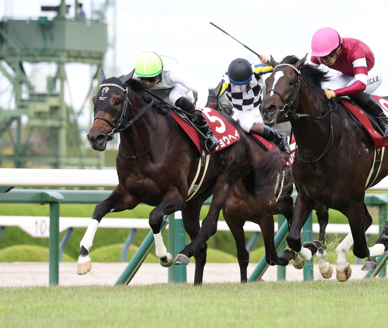 神戸新聞杯2着のショウヘイ