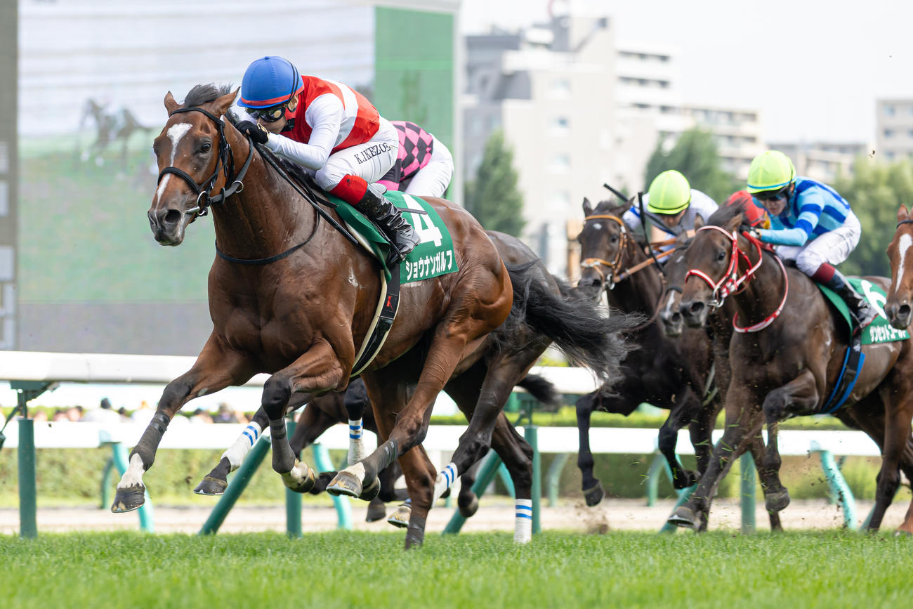 札幌2歳Sを制したショウナンガルフ