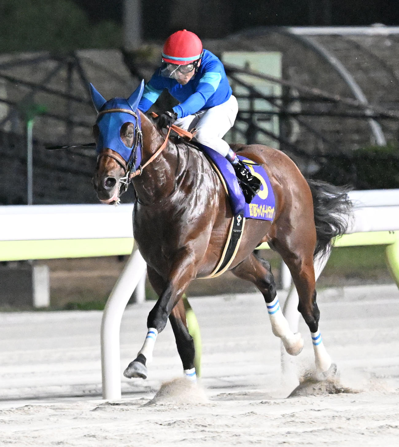 ジャパンダートCを制したナルカミと戸崎騎手（撮影・千葉一成）