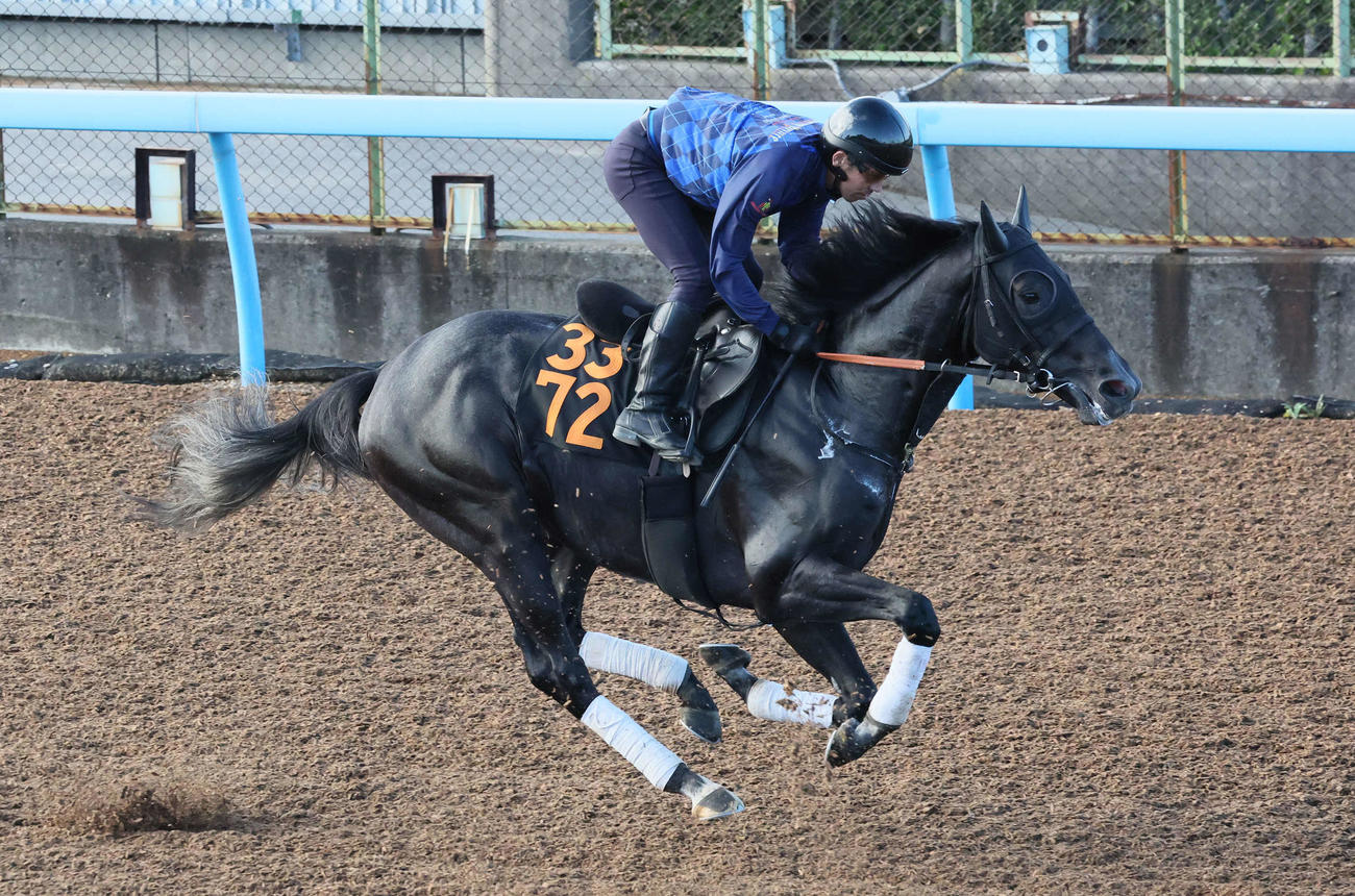 美浦ウッドで追い切られたゾロアストロ（撮影・丹羽敏通）