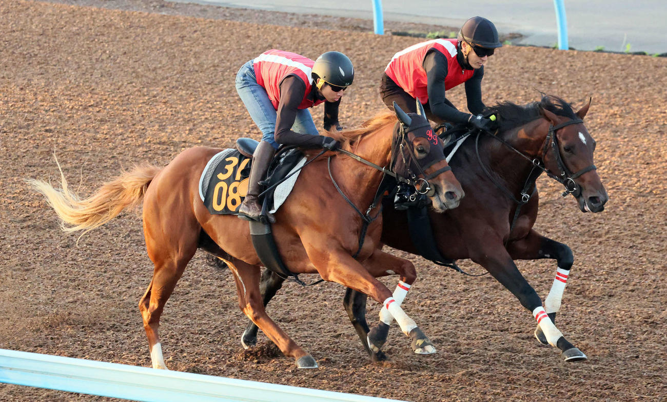 美浦ウッドでエコロアルバ（左）と併せ馬を行ったアラクラン（撮影・丹羽敏通）