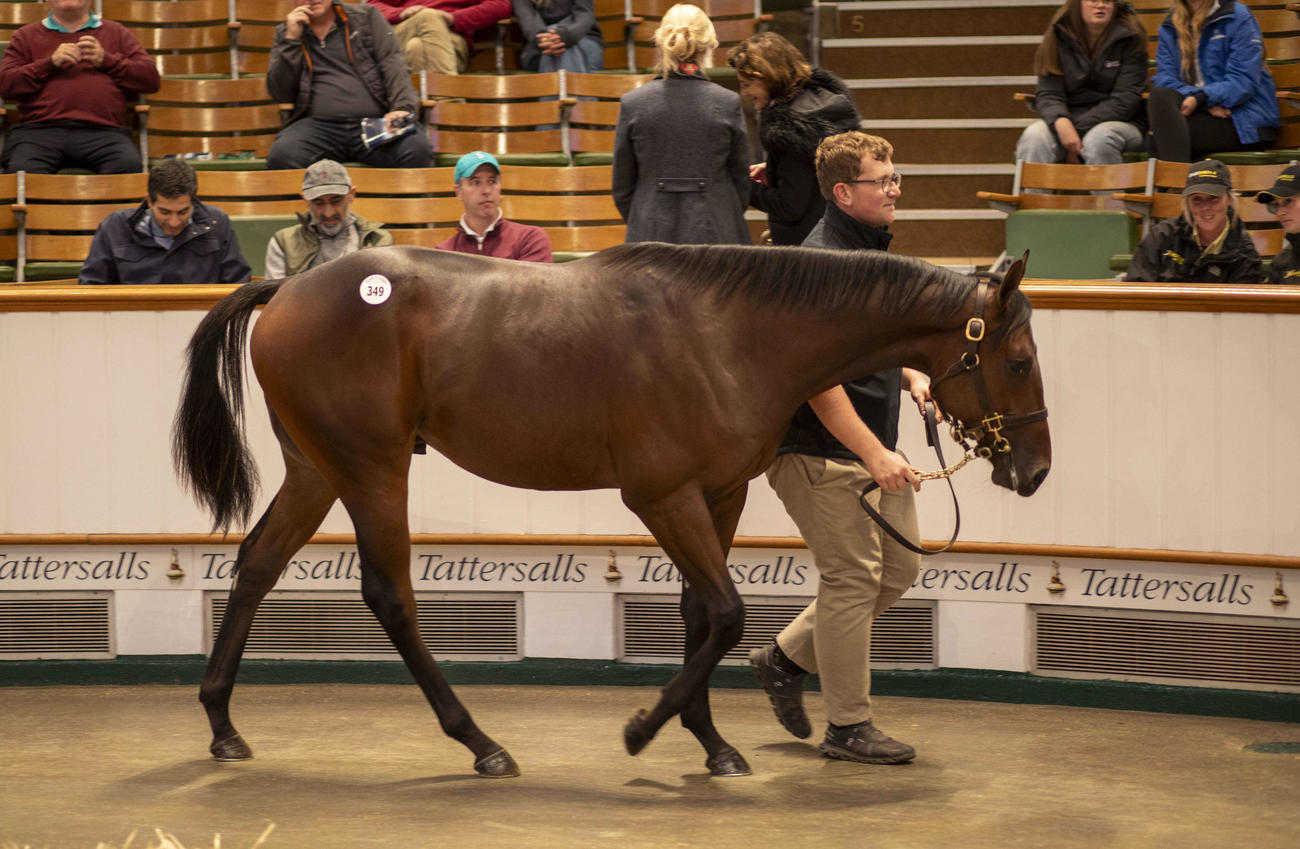 2日目に220万ギニーで落札された上場番号349番のウートンバセット産駒（C）Tattersalls