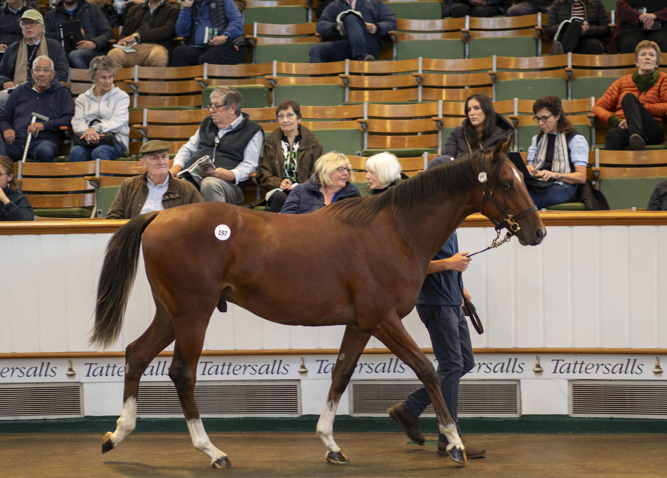 2日目に220万ギニーでゴドルフィンが落札したフランケル産駒（C）Tattersalls