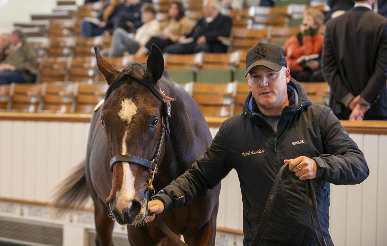 2日目に220万ギニーで落札された上場番号247番のウートンバセット産駒（C）Tattersalls