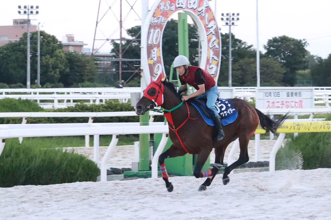 南部杯に向けて最終追い切りを行ったイグナイター
