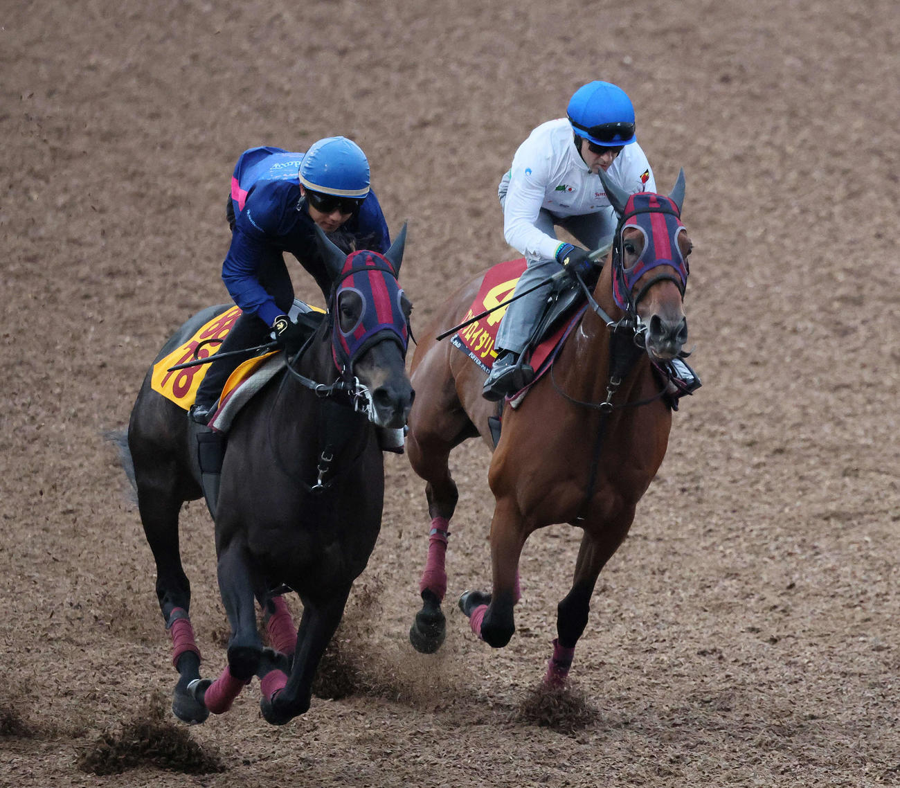 エンブロイダリー（右）はルメール騎手を背に美浦ウッドでスペキオサレジーナと併せて追い切られた（撮影・丹羽敏通）