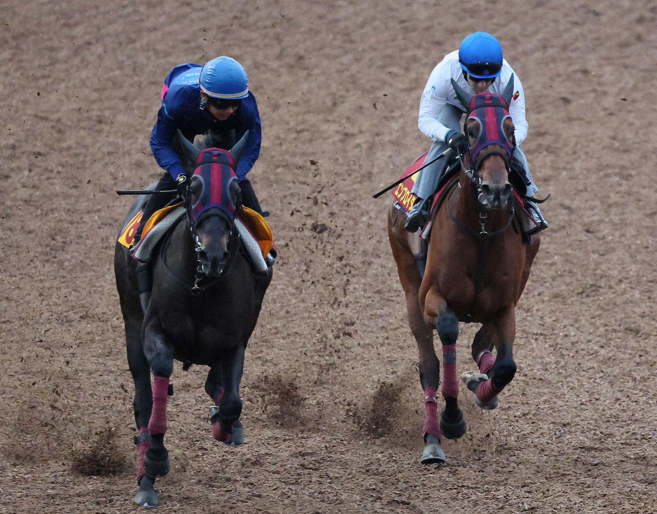 エンブロイダリー（右）はルメール騎手を背に美浦ウッドでスペキオサレジーナと併せて追い切られた（撮影・丹羽敏通）