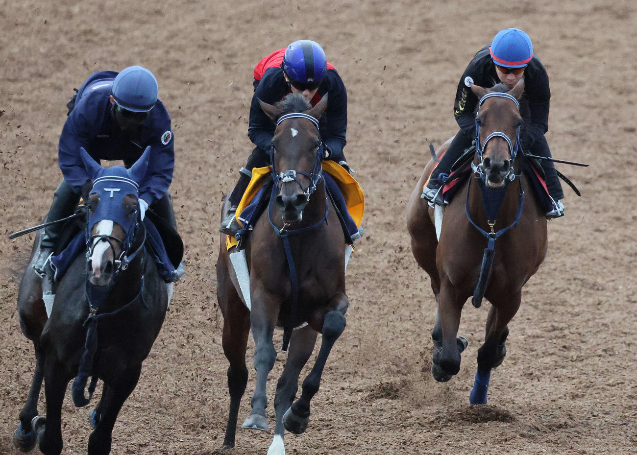 ブラウンラチェット（右）は池添騎手を背に美浦ウッドを3頭併せで追い切られた（撮影・丹羽敏通）