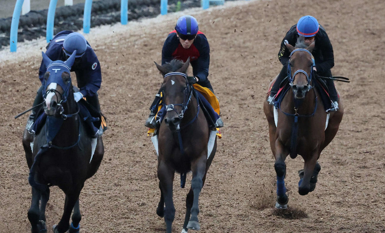 ブラウンラチェット（右）は池添騎手を背に美浦ウッドを3頭併せで追い切られた（撮影・丹羽敏通）