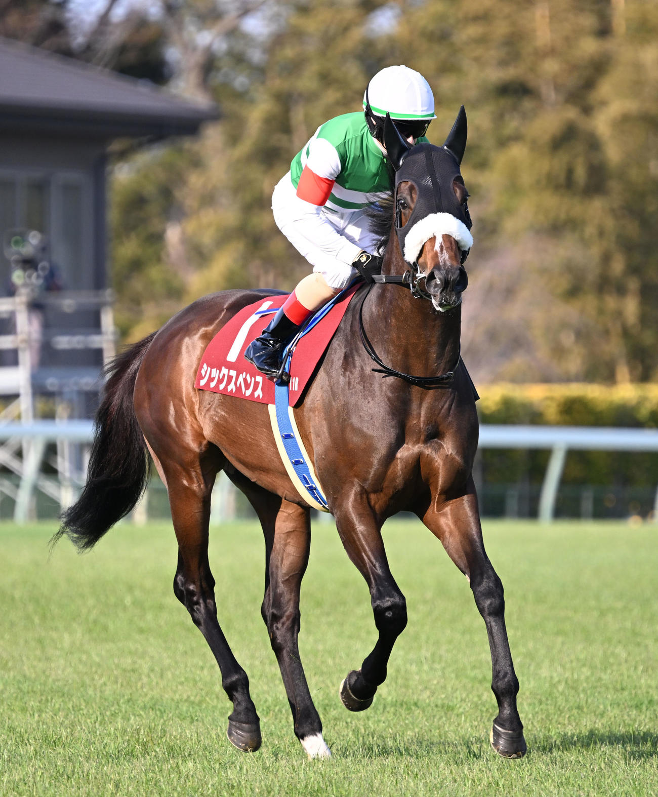 南部杯で初ダート戦に挑むシックスペンス（2025年3月撮影）