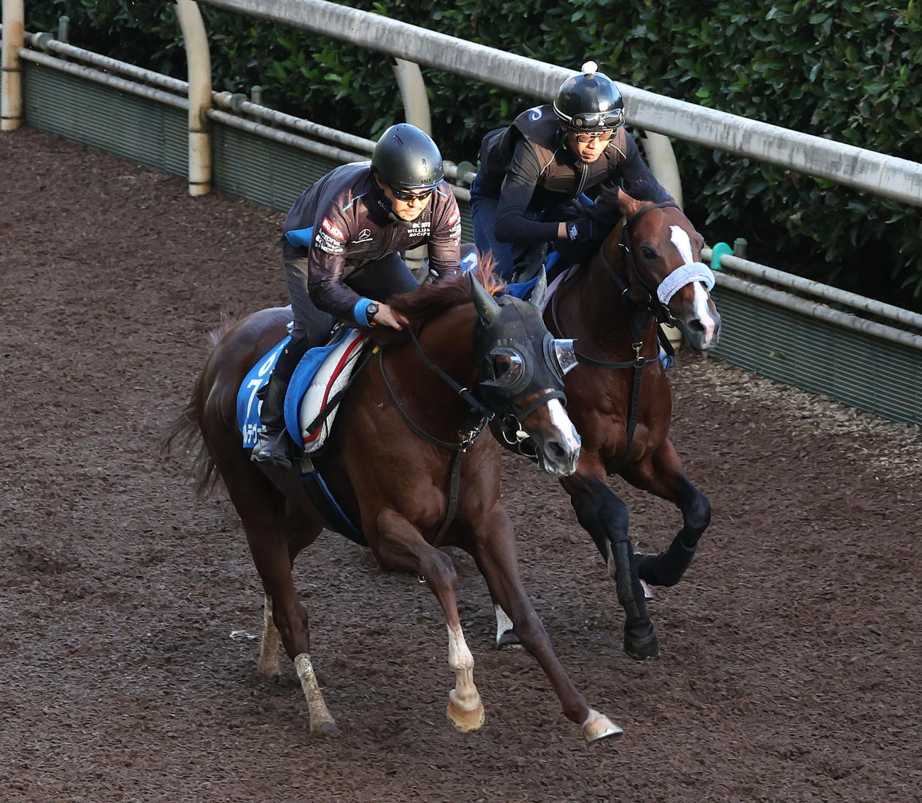 坂路を併せ馬で追い切るアルテヴェローチェ（左）とスカイロケット（撮影・白石智彦）