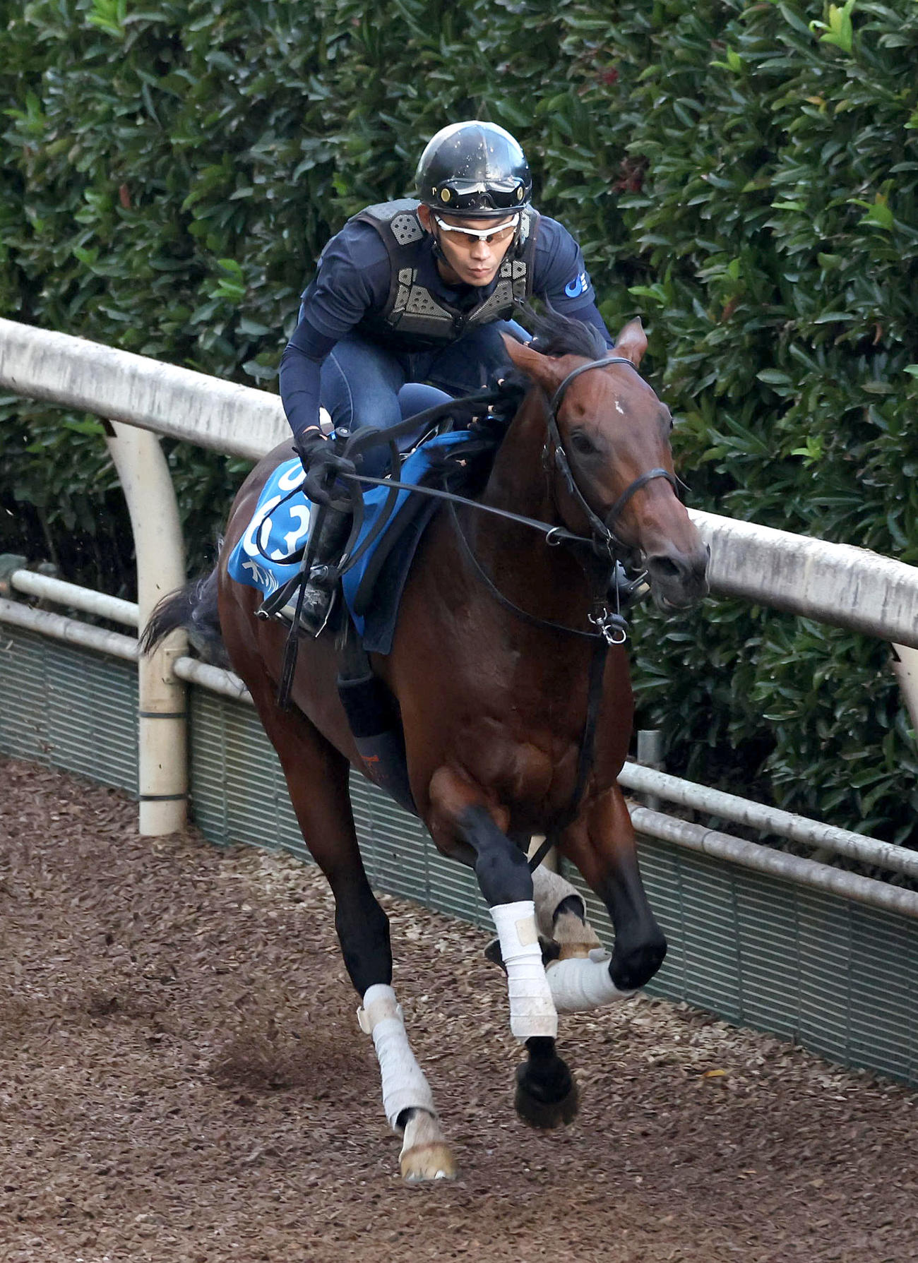 坂路を単走で追い切るオフトレイル（撮影・白石智彦）