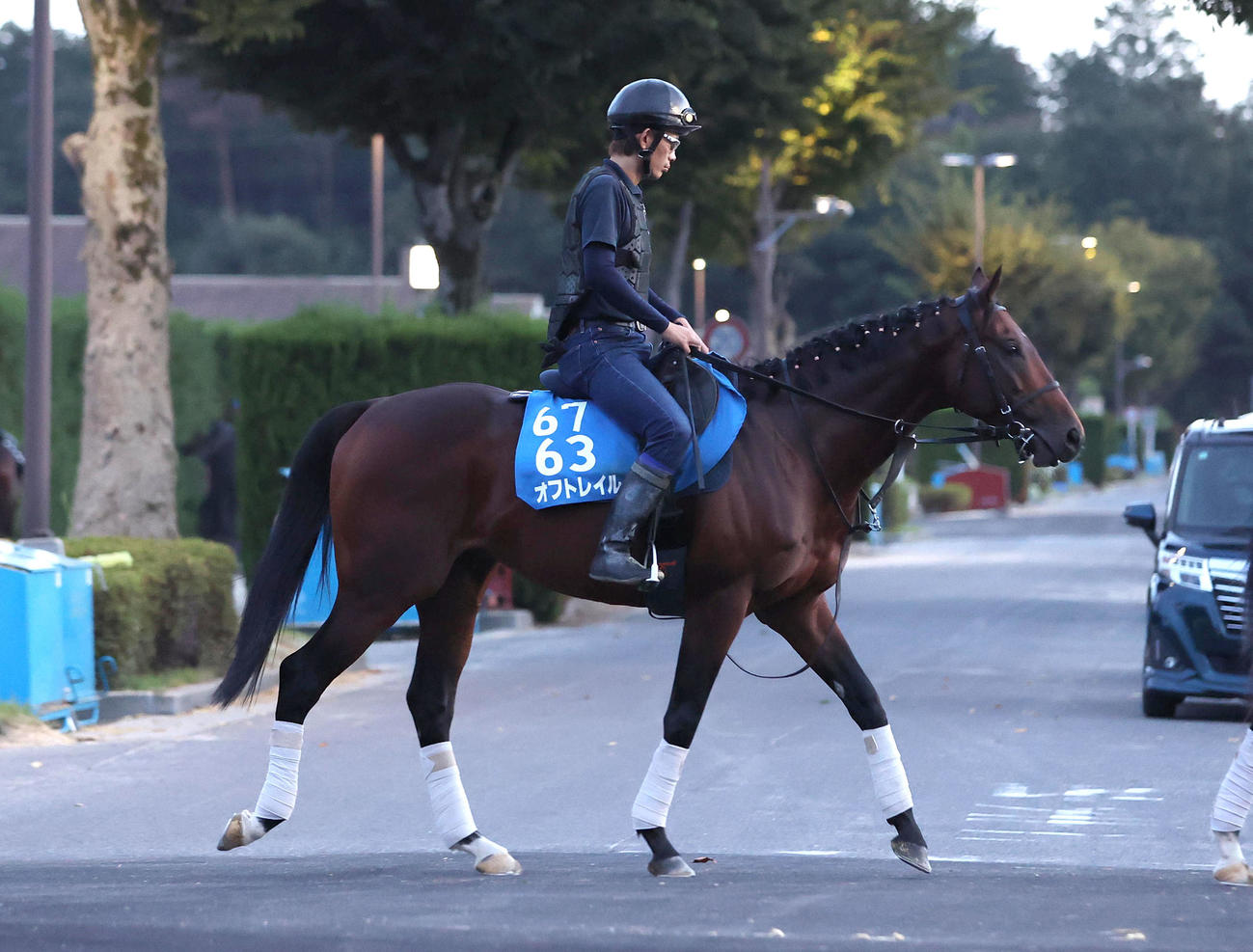 厩舎周りで運動するオフトレイル（撮影・白石智彦）
