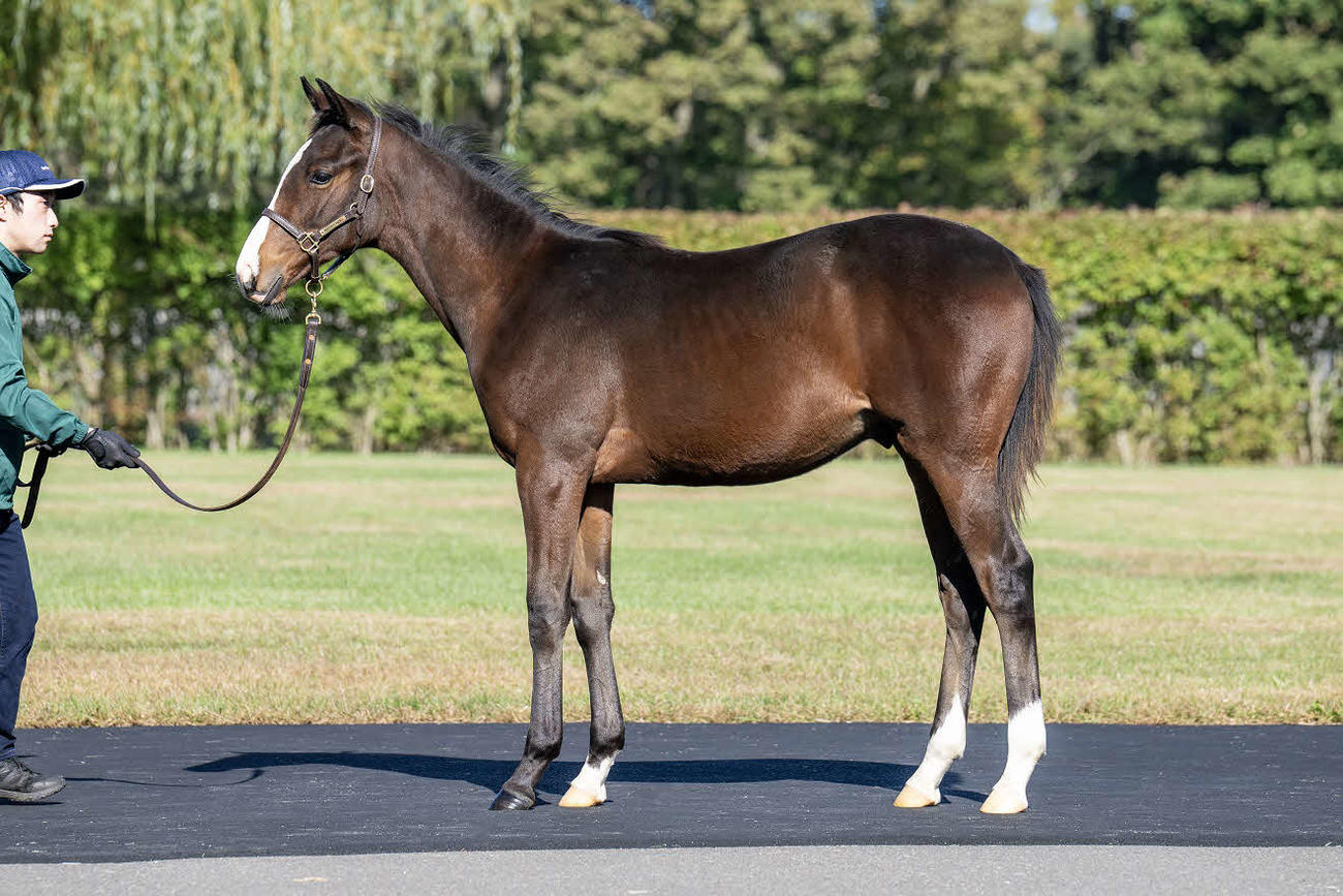 父イクイノックス、母ナンヨーアイボリーの当歳牡馬
