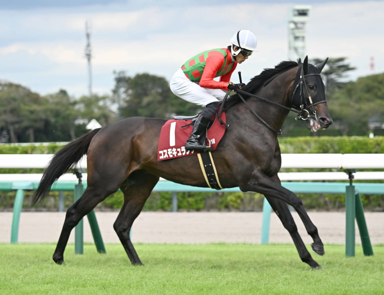コスモキュランダ（2025年9月21日撮影）