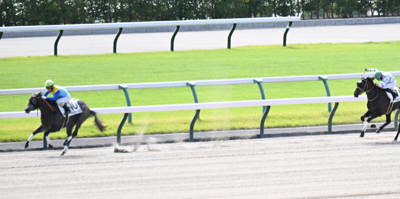 24年10月5日京都4R新馬戦を大差で勝利したドラゴンウェルズ