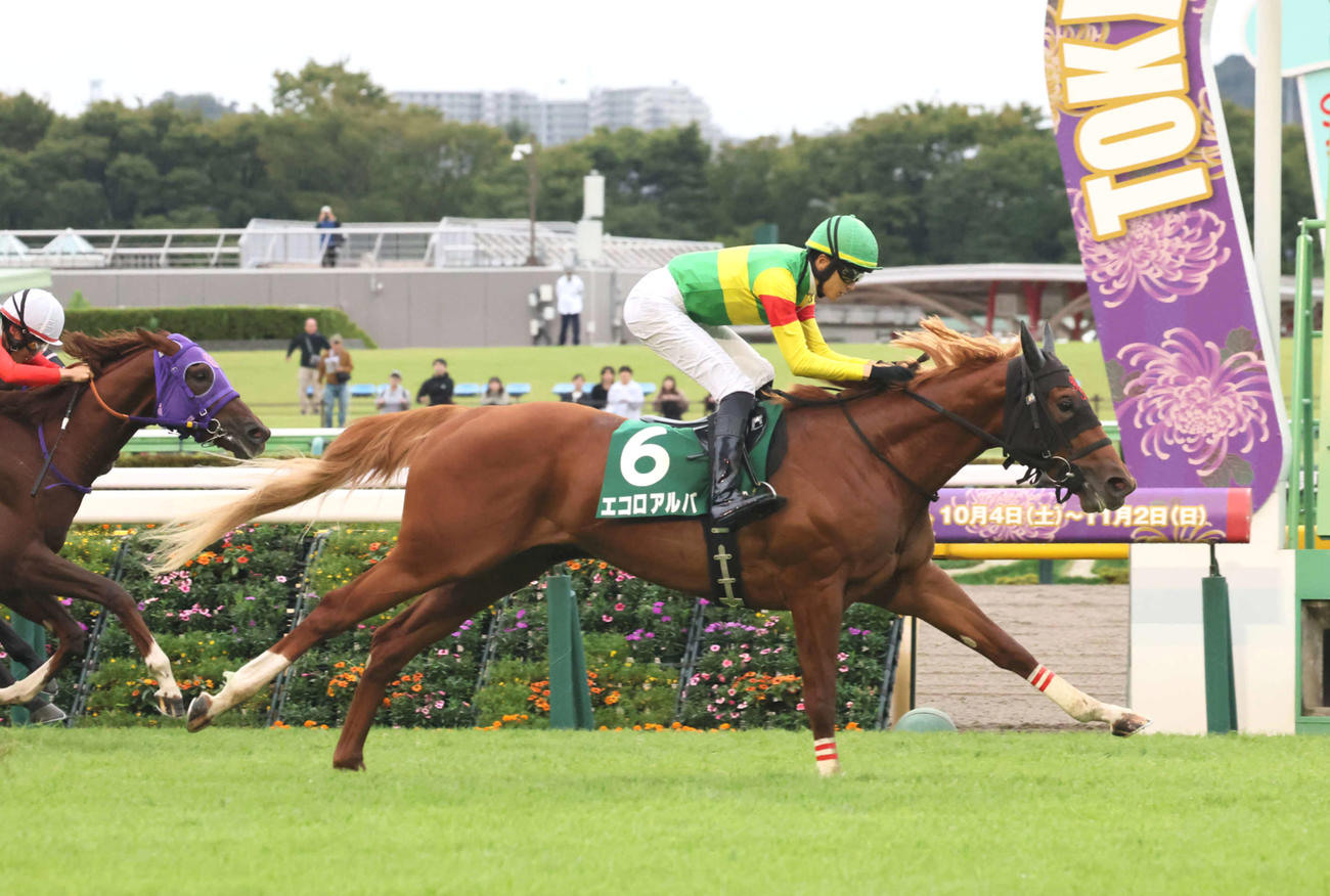 サウジアラビアRCを制したエコロアルバと坂井騎手（撮影・丹羽敏通）