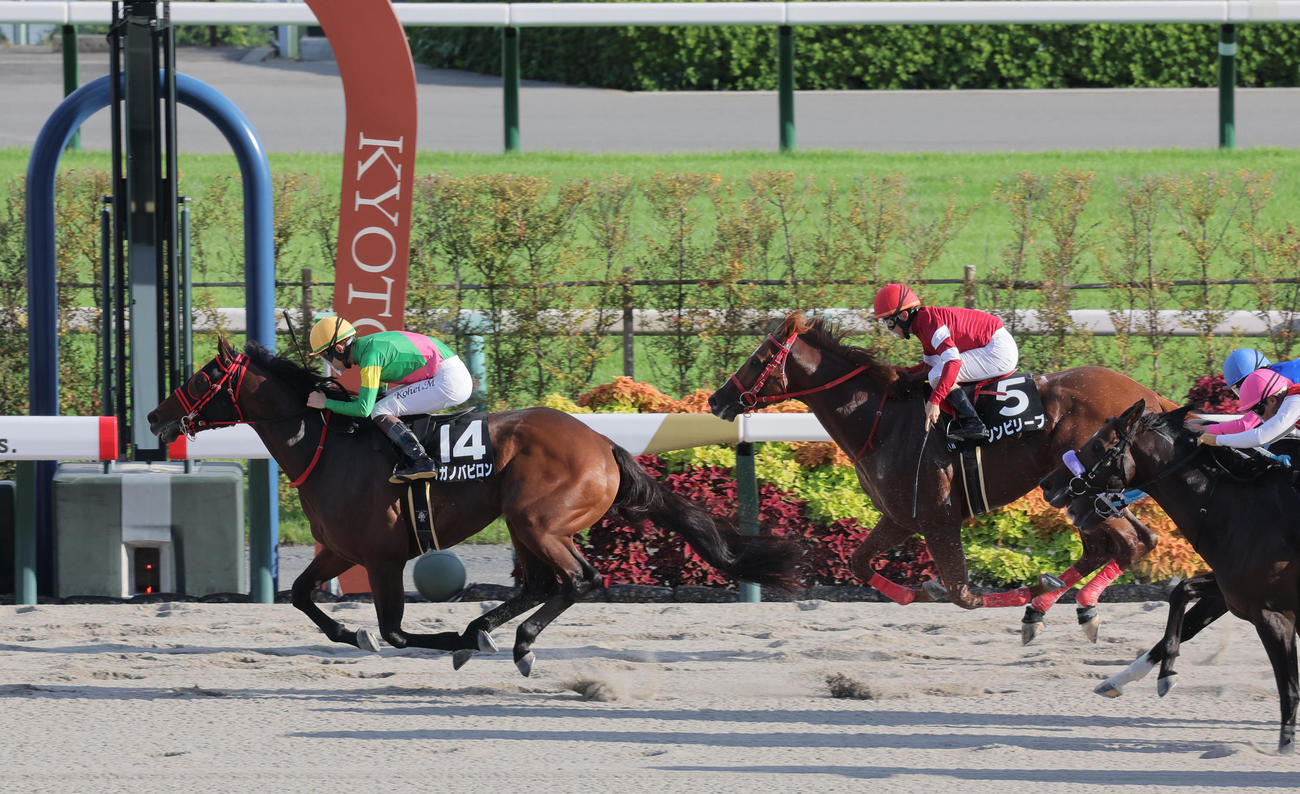 京都11R、御陵Sを制したタガノバビロン。右は2着のシンビリーブ（撮影・宮崎幸一）