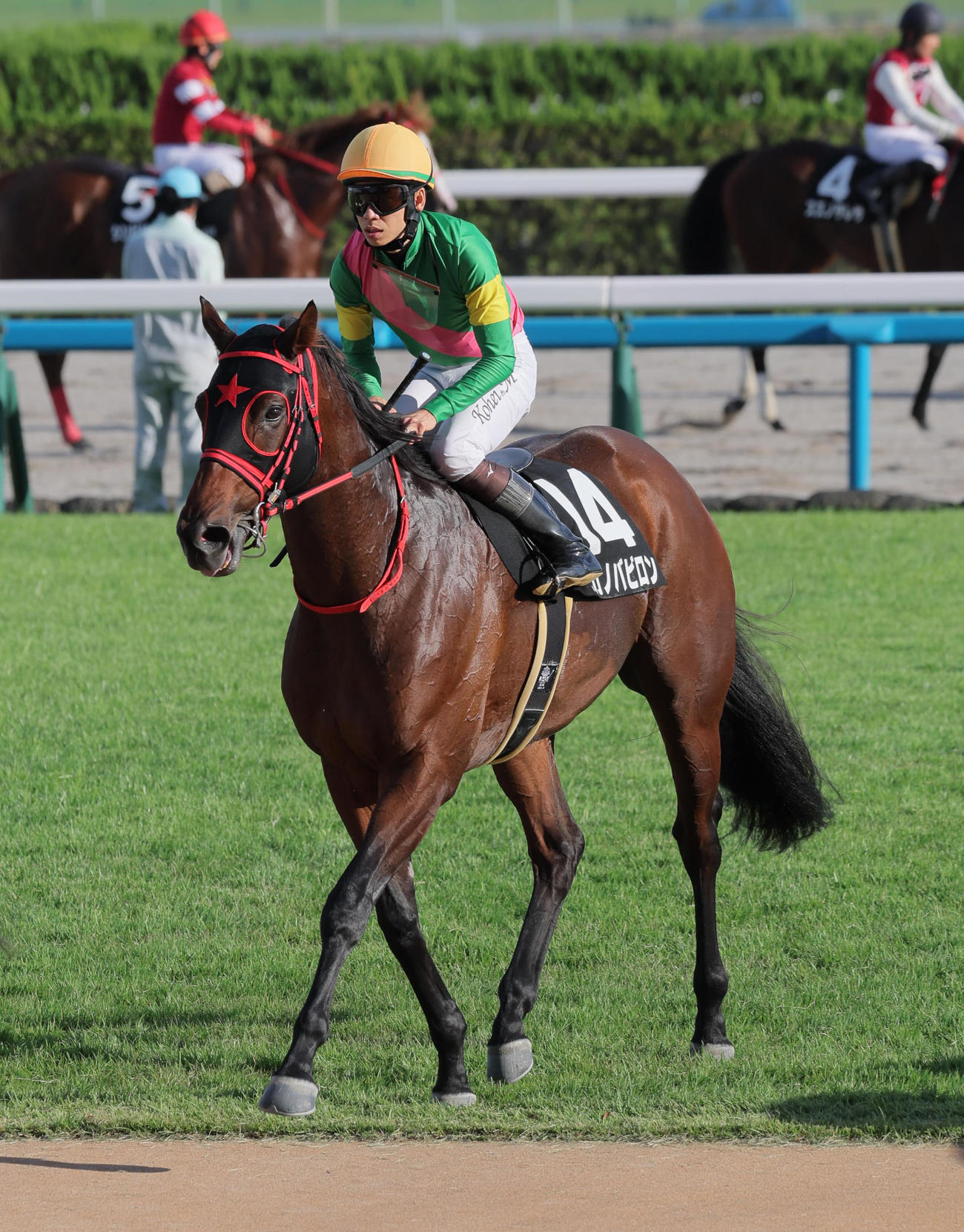 京都11R、御陵Sを制したタガノバビロン（撮影・宮崎幸一）