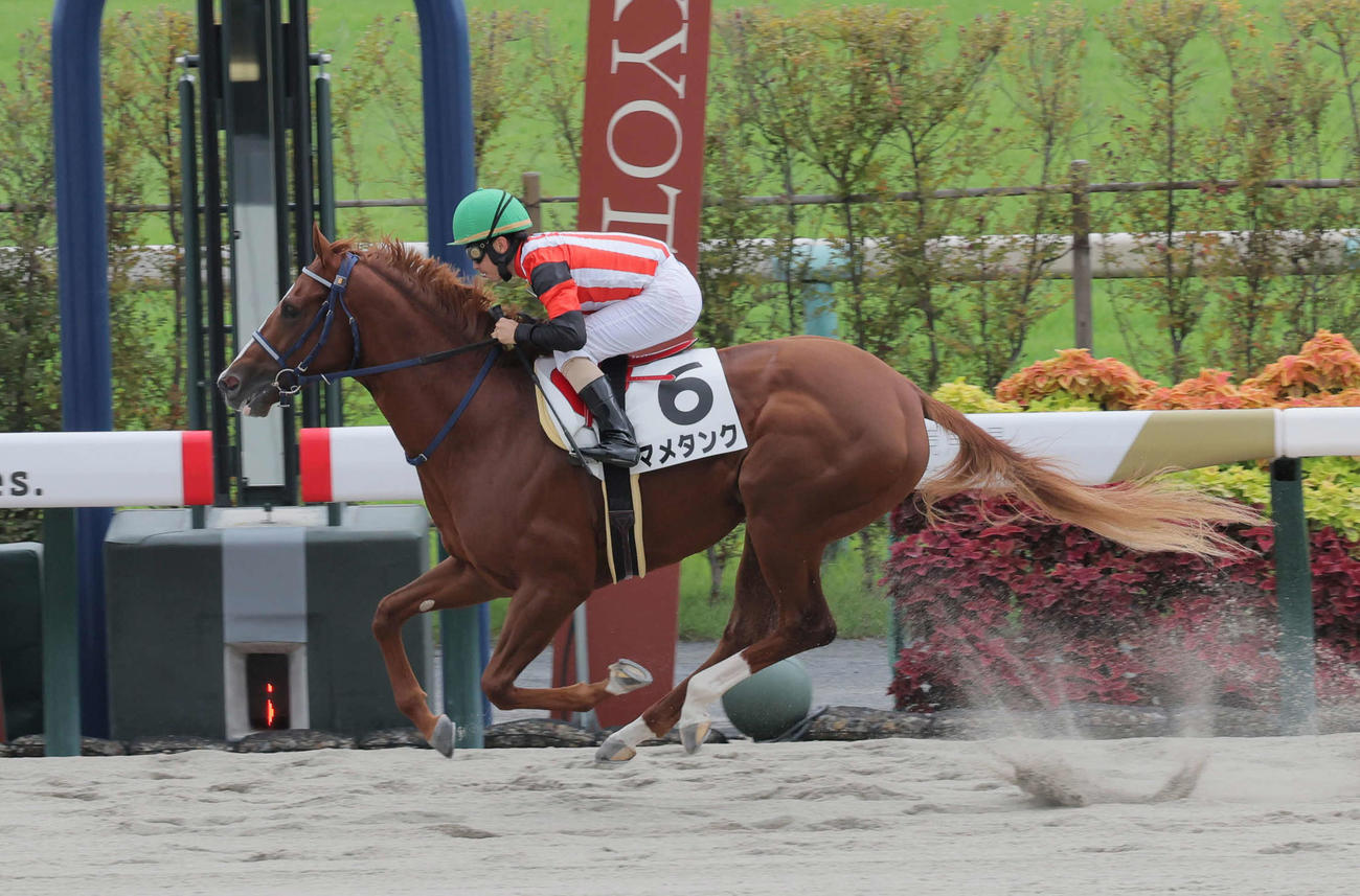 京都6R、新馬戦を制したマメタンク（撮影・宮崎幸一）