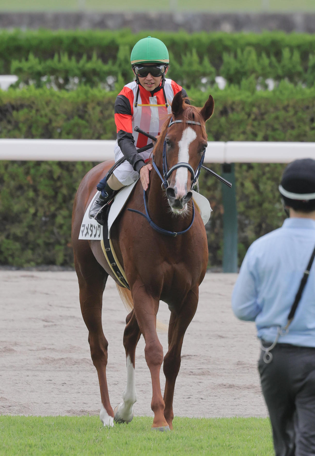 京都6R、新馬戦を制したマメタンク（撮影・宮崎幸一）