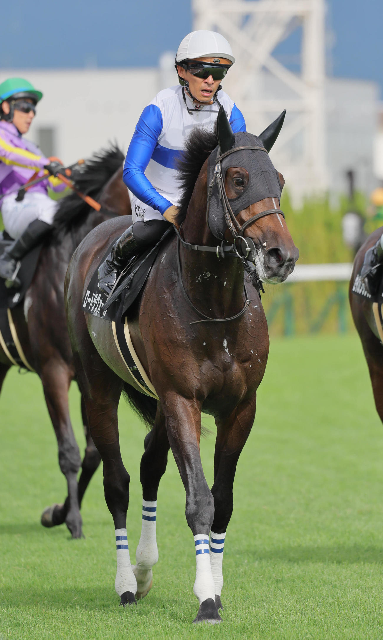 京都8R紫菊賞を制したロードラヴォール（撮影・宮崎幸一）