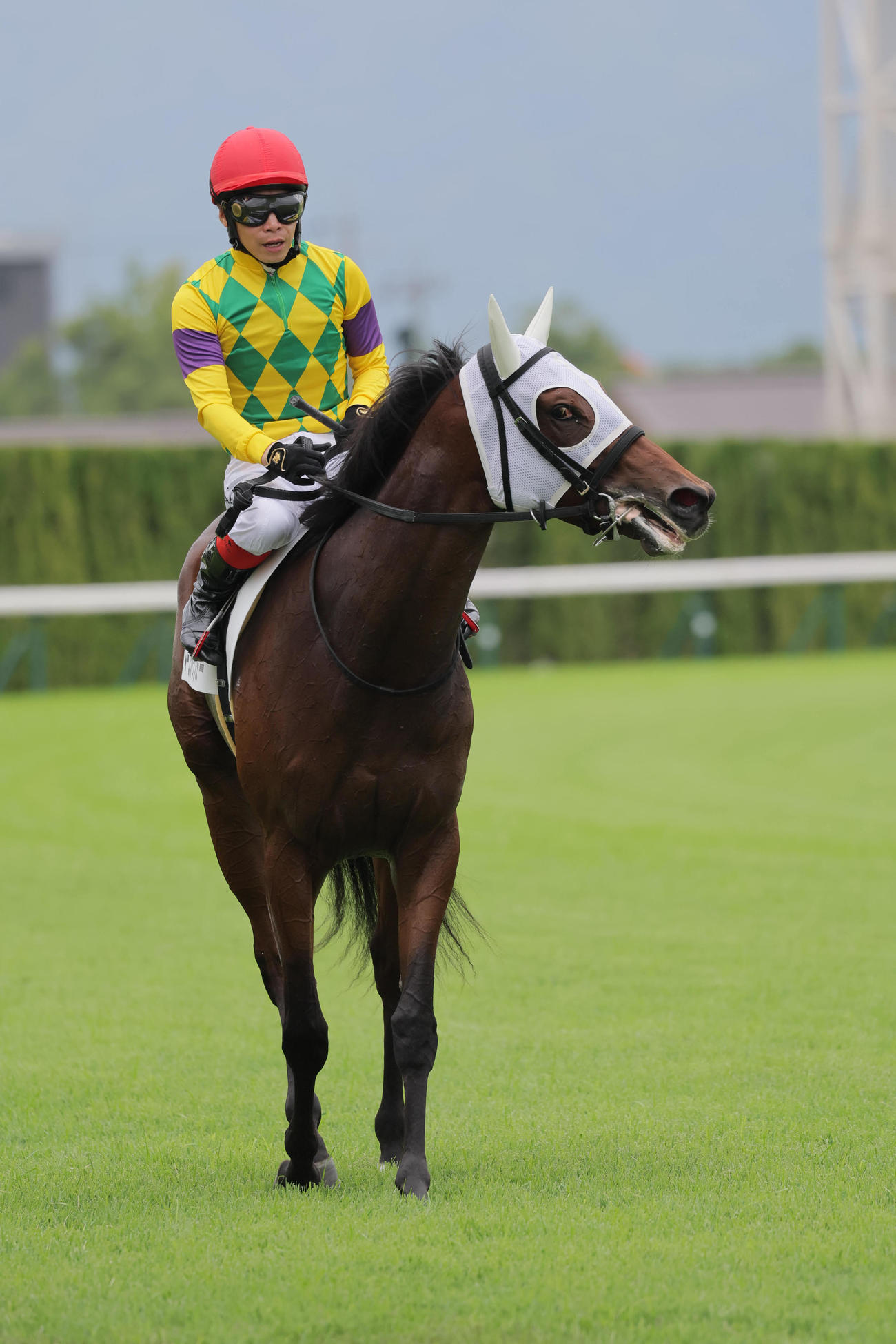 京都5R、新馬戦を制したマーゴットラヴミー（撮影・宮崎幸一）