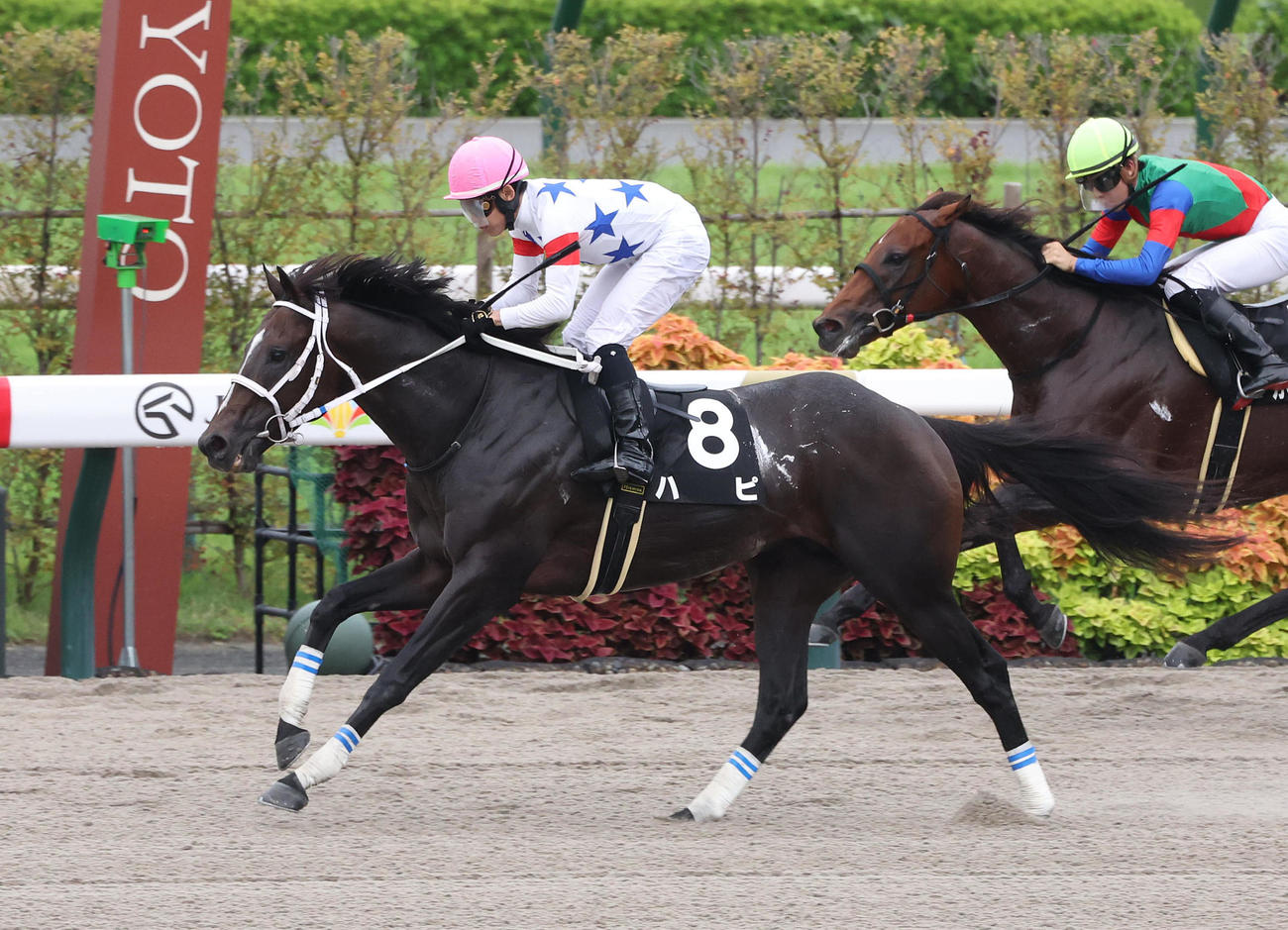 京都11R、直線外から伸びて太秦Sを制したハピ（撮影・白石智彦）