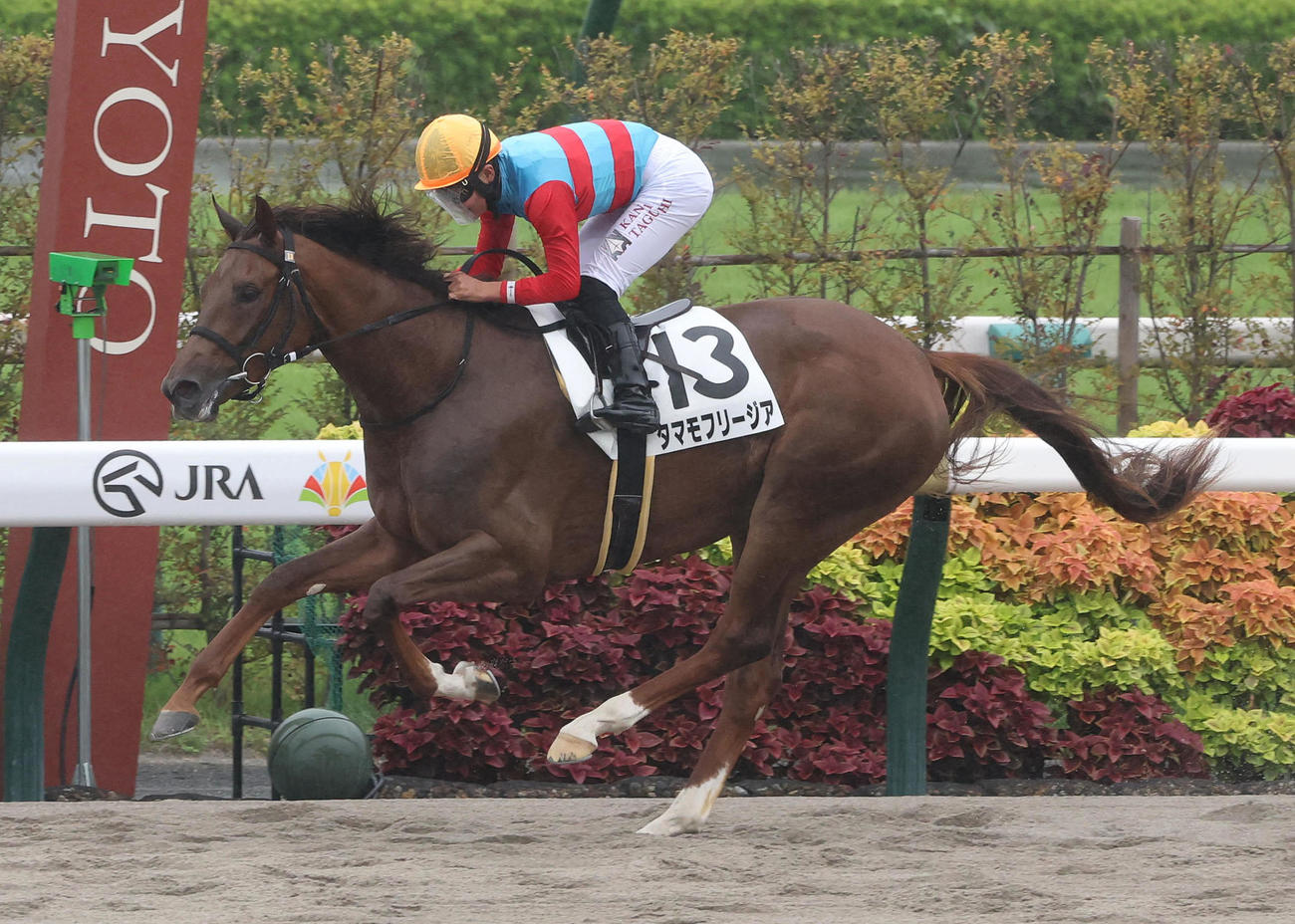 京都6R、直線抜け出して新馬戦を制したタマモフリージア（撮影・白石智彦）
