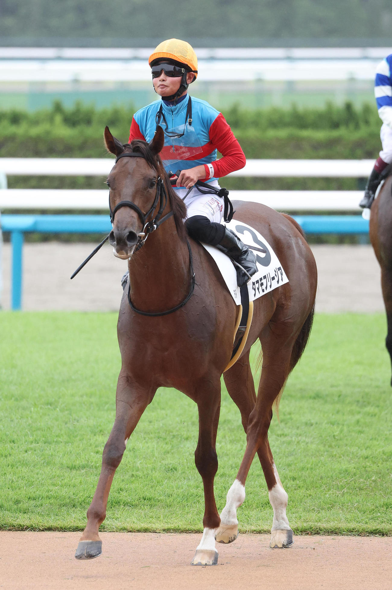 京都6R、新馬戦を制したタマモフリージア（撮影・白石智彦）