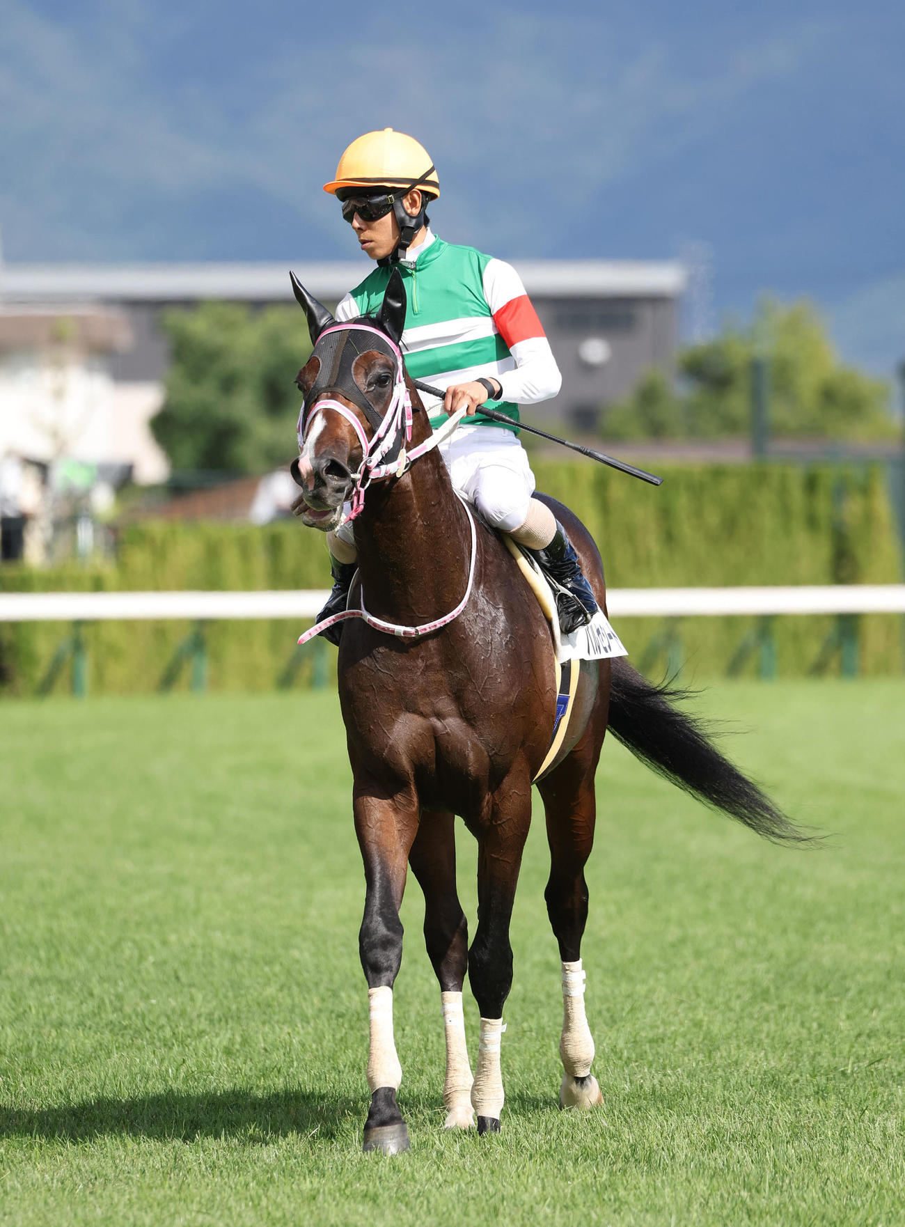 京都6R、新馬戦を制したバルセシート（撮影・白石智彦）