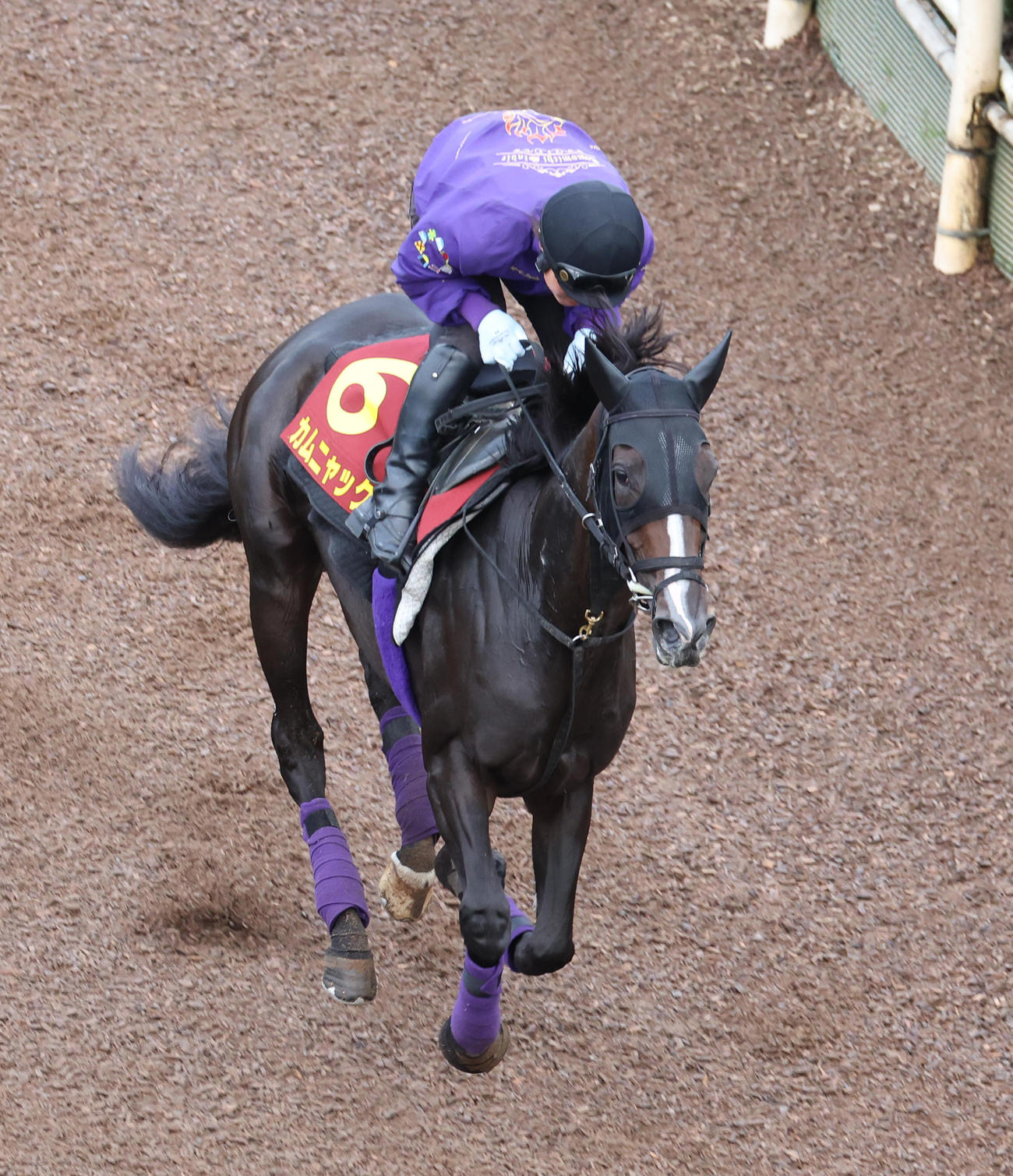 坂路を駆け上がるカムニャック