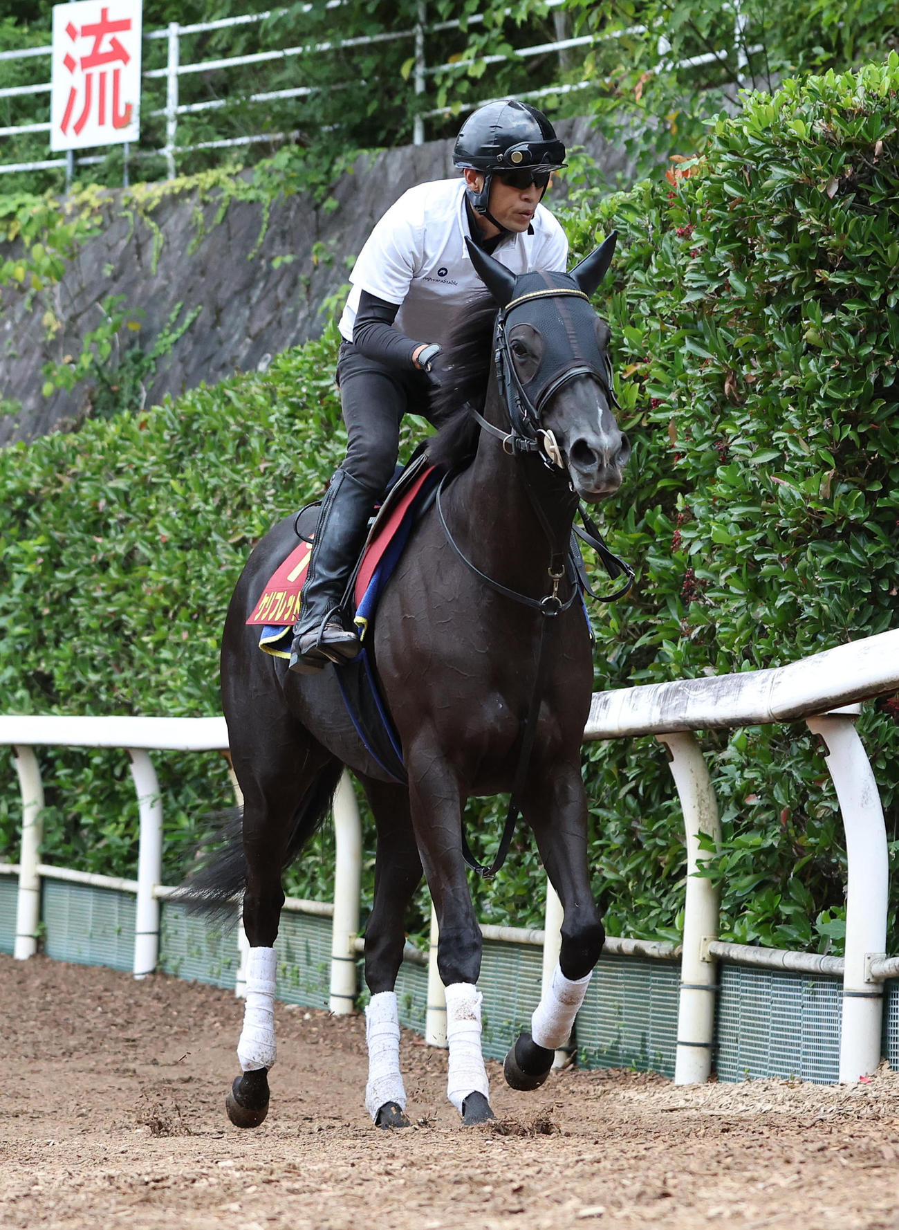 坂路で調整するケリフレッドアスク（撮影・白石智彦）