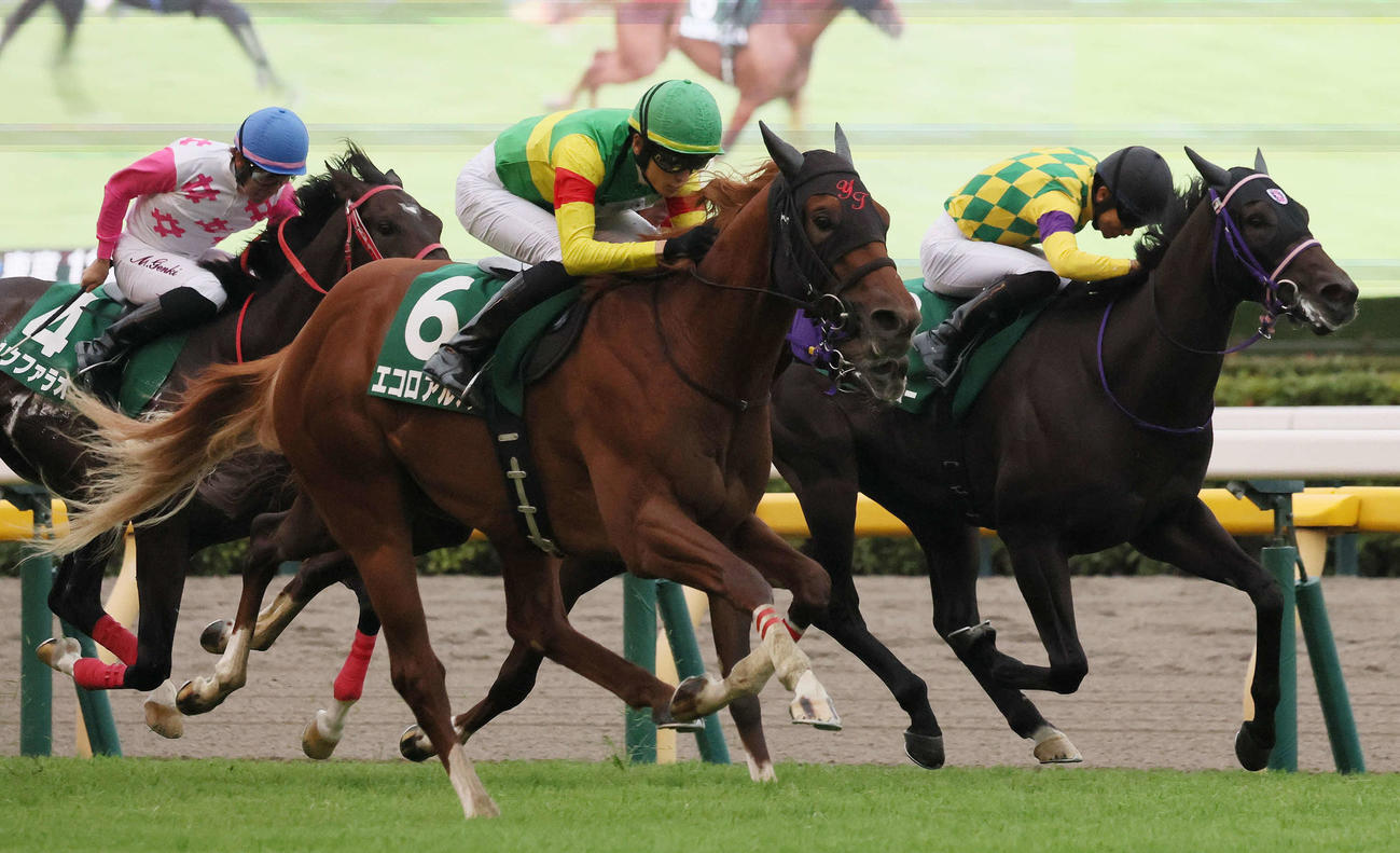東京11R、サウジアラビアRCを制したエコロアルバと坂井騎手（中央）（撮影・丹羽敏通）