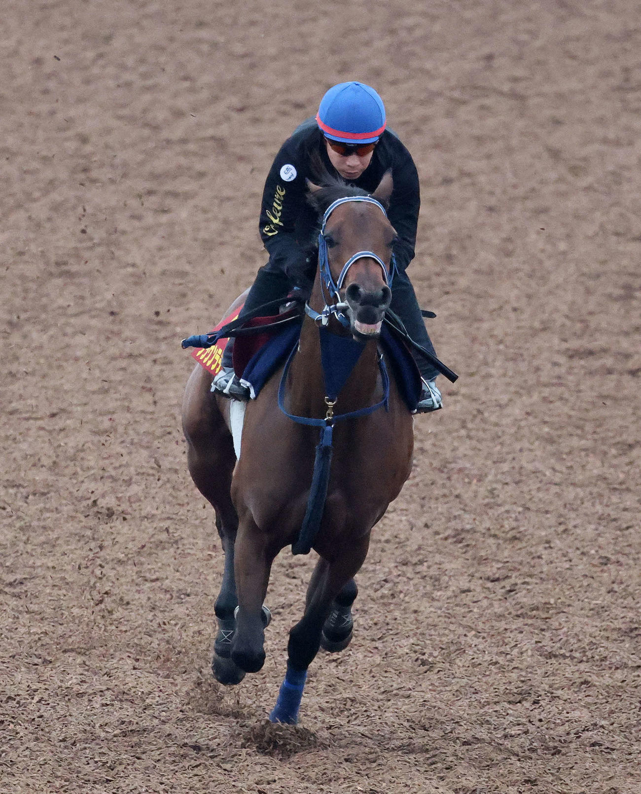 ブラウンラチェットは池添騎手を背に美浦ウッドを単走で追い切られた（撮影・丹羽敏通）