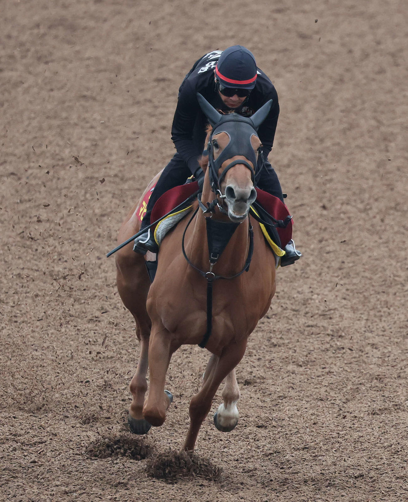 マピュースは小島助手を背に美浦ウッドを単走で追い切られた（撮影・丹羽敏通）